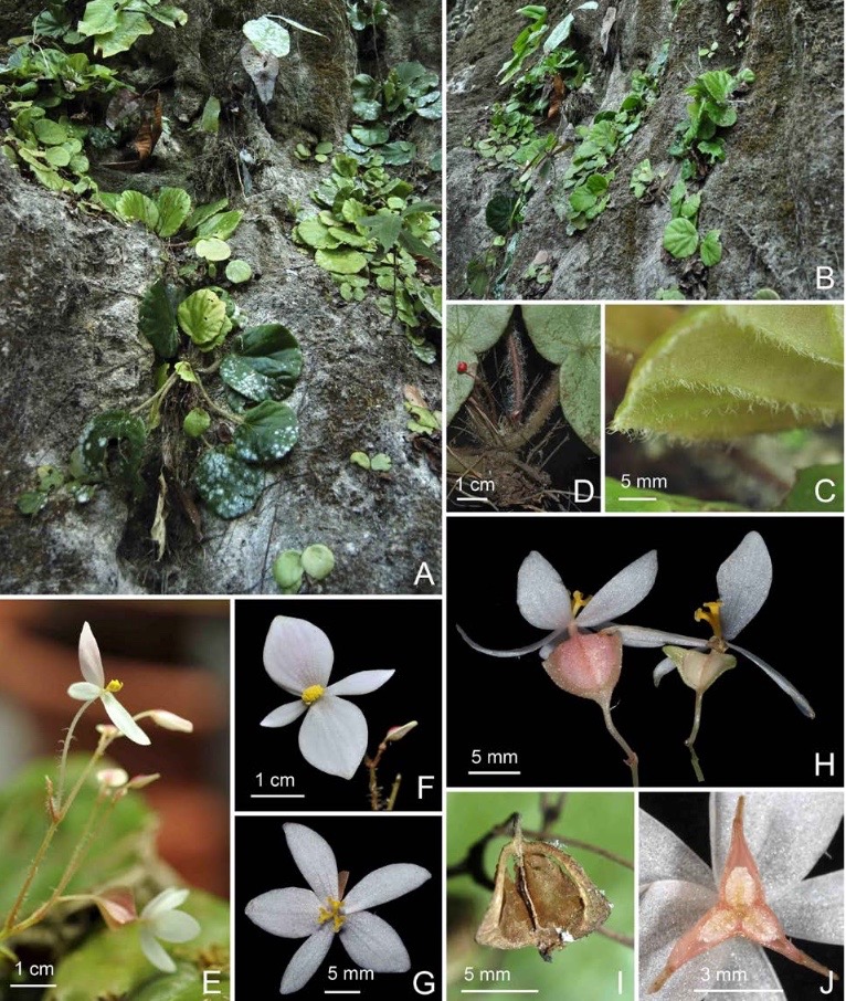 B. serianensis